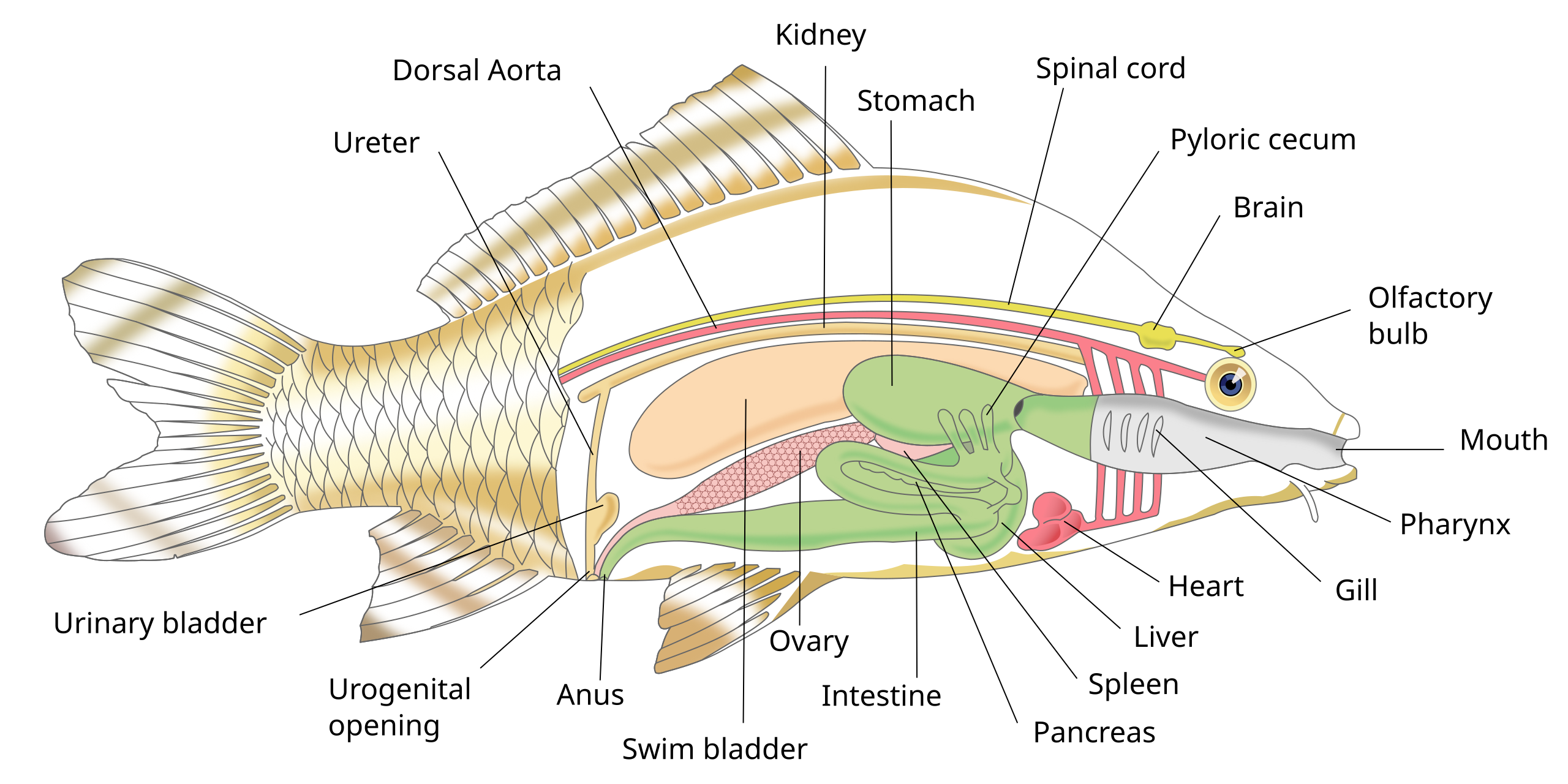A basic diagram of a fish, with the major organs labeled.
